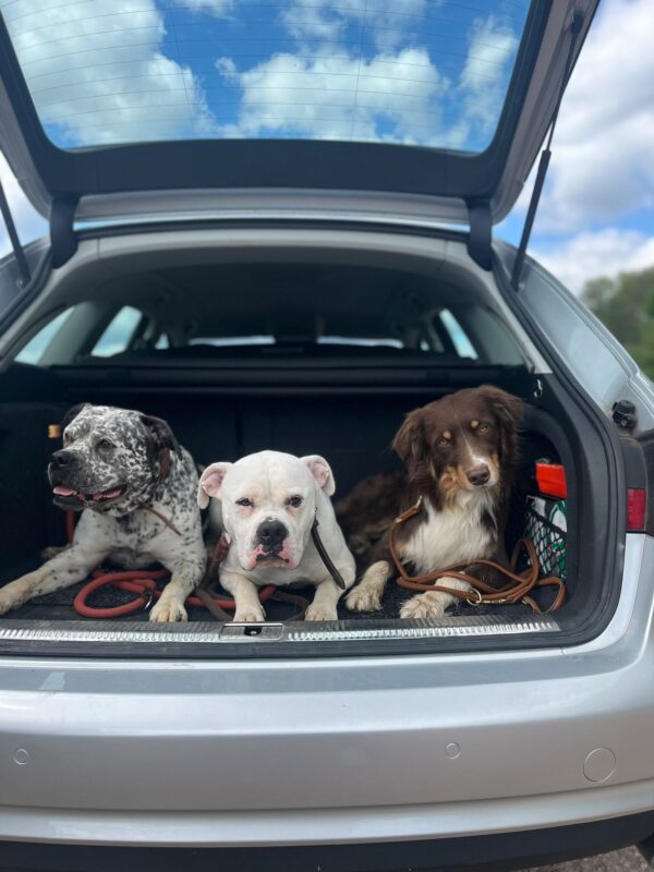 Frigg möchte nicht ins Tierheim Frigg möchte nicht ins Tierheim