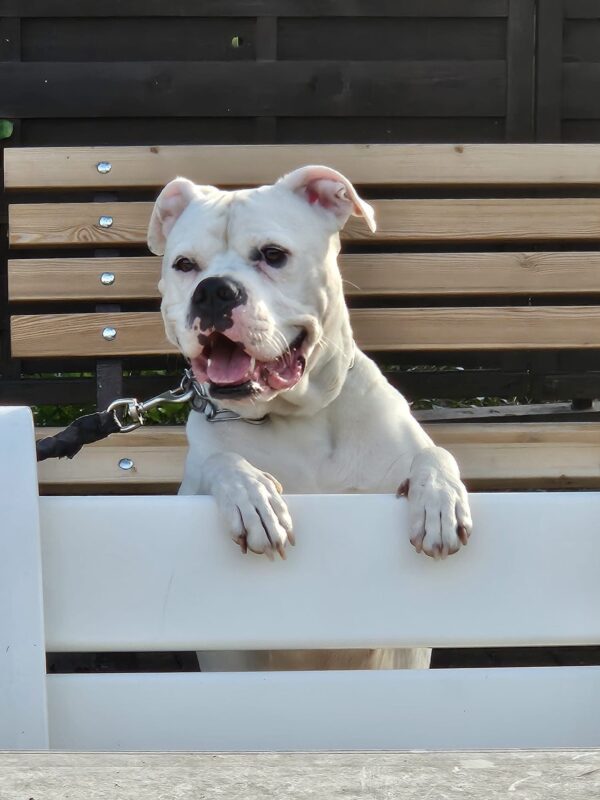 Frigg möchte nicht ins Tierheim Frigg möchte nicht ins Tierheim