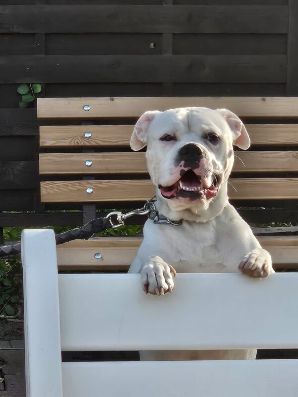 Frigg möchte nicht ins Tierheim Frigg möchte nicht ins Tierheim