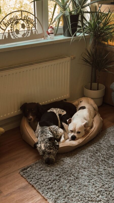 Frigg möchte nicht ins Tierheim Frigg möchte nicht ins Tierheim