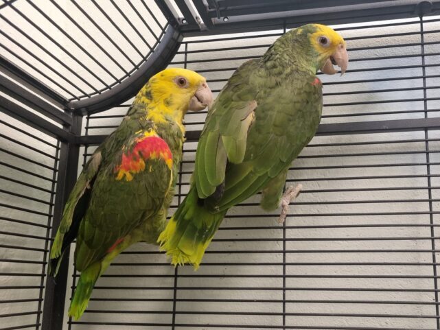 Doppelgelbkopfamazonen