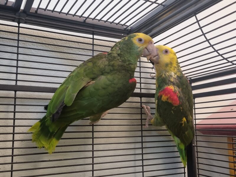 Doppelgelbkopfamazonen