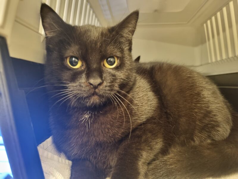 Nachtara und Togepi Nachtara und Togepi