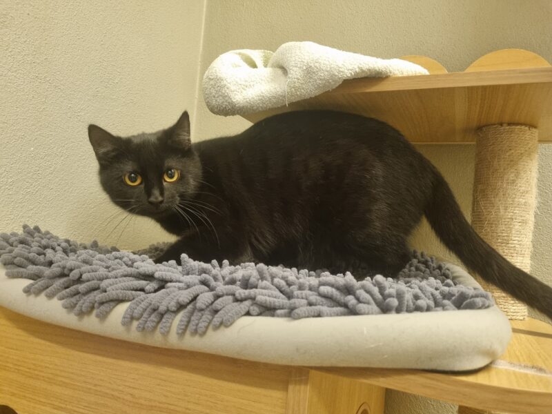 Nachtara und Togepi Nachtara und Togepi