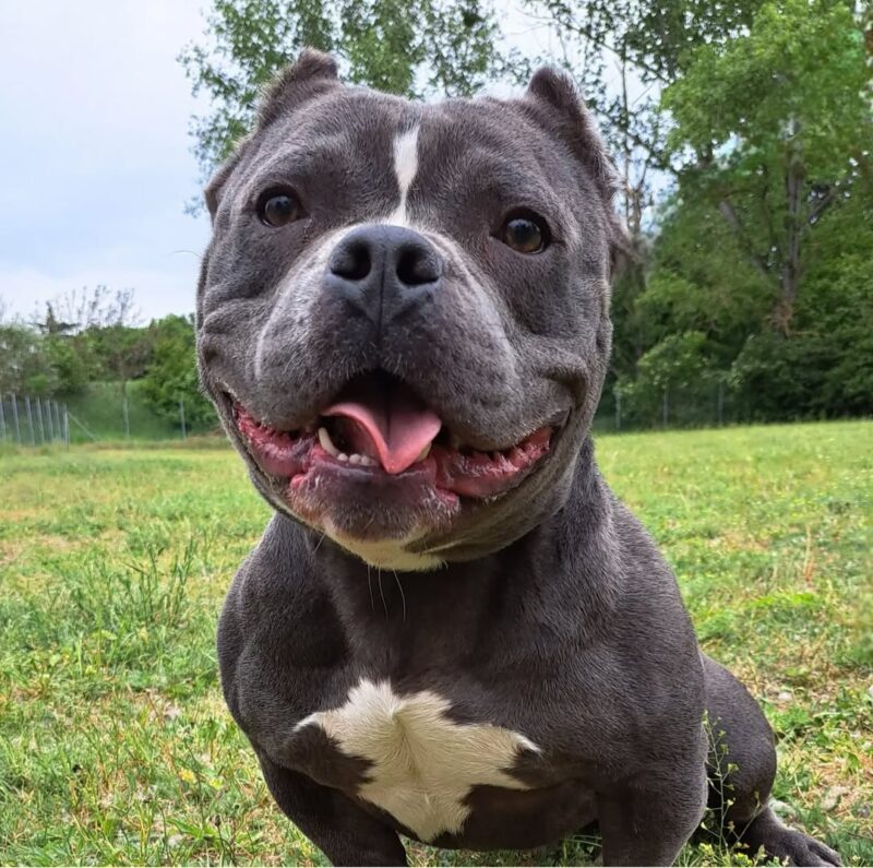 Privatvermittlung Antar