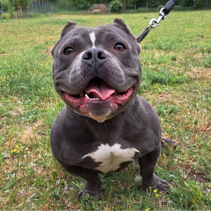 Privatvermittlung Antar