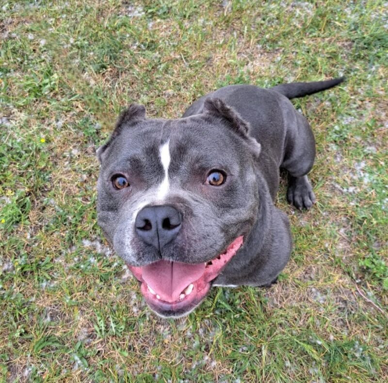 Privatvermittlung Antar