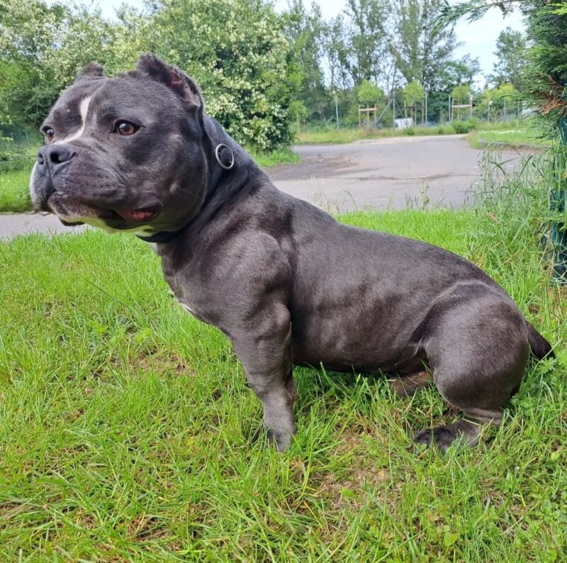 Privatvermittlung Antar