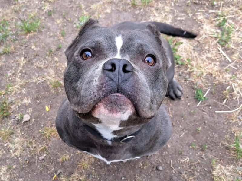 Privatvermittlung Antar