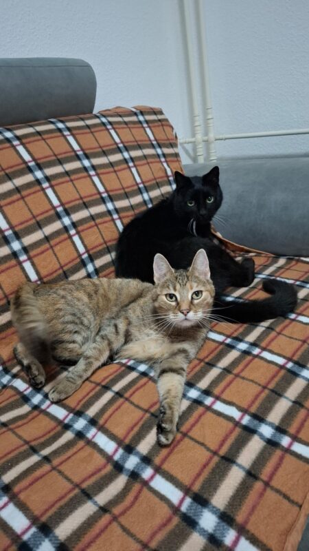 Privatvermittlung Simba und Chilli