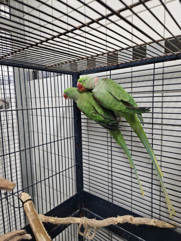 Große Alexandersittiche