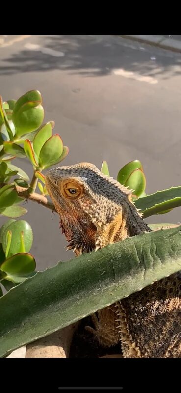 Privatvermittlung Bartagame Privatvermittlung Bartagame