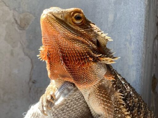 Privatvermittlung Bartagame Privatvermittlung Bartagame