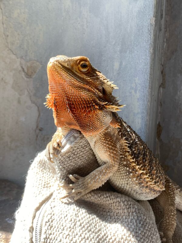 Privatvermittlung Bartagame Privatvermittlung Bartagame