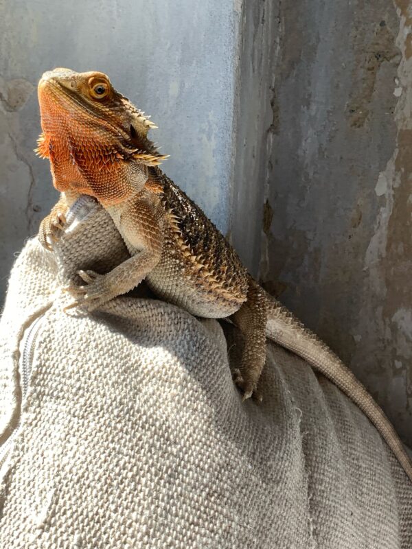 Privatvermittlung Bartagame Privatvermittlung Bartagame