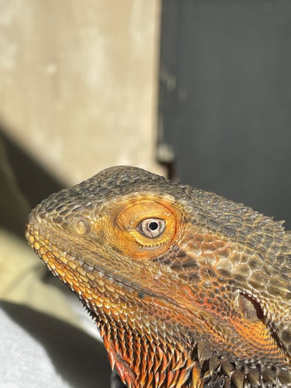 Privatvermittlung Bartagame Privatvermittlung Bartagame