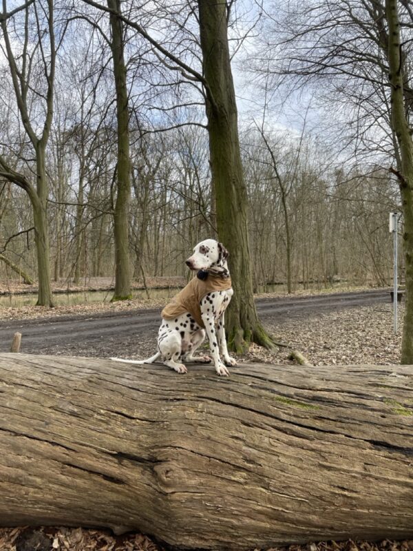 Buddy möchte nicht ins Tierheim Buddy möchte nicht ins Tierheim