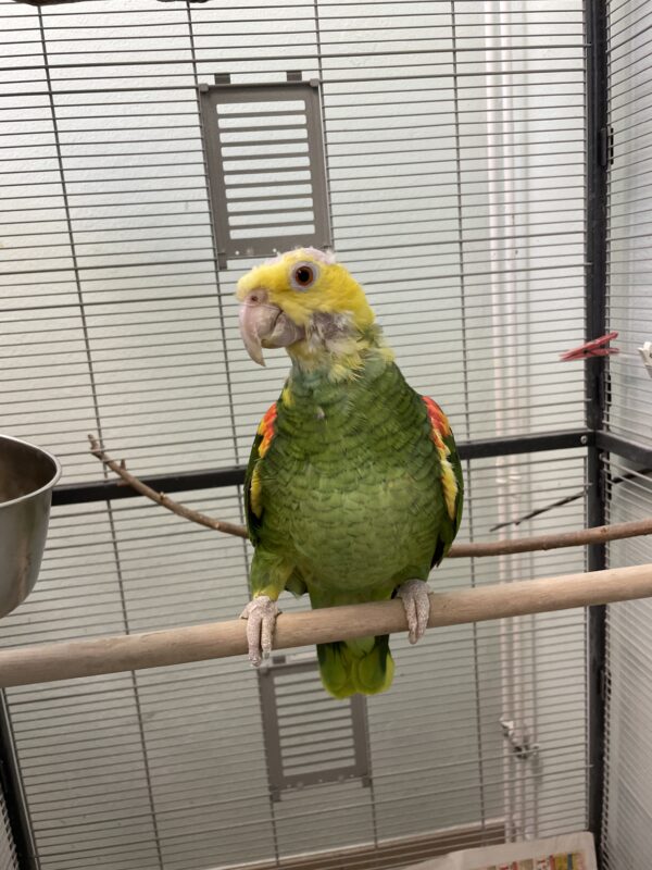 Doppelgelbkopfamazonen