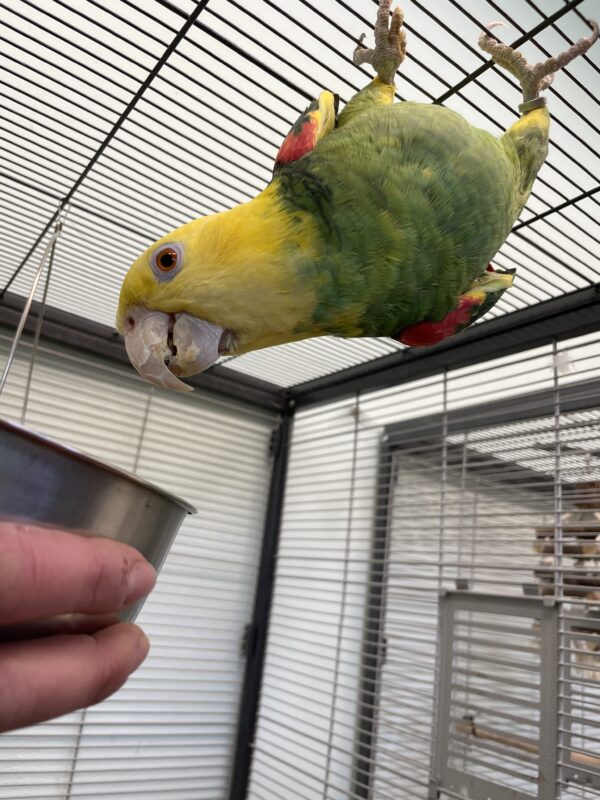 Doppelgelbkopfamazonen