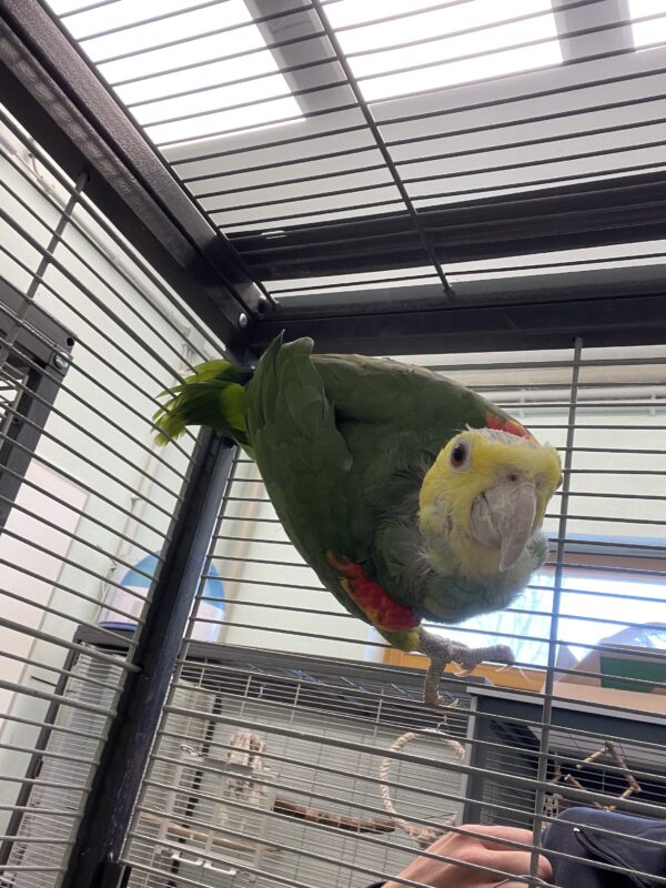 Doppelgelbkopfamazonen