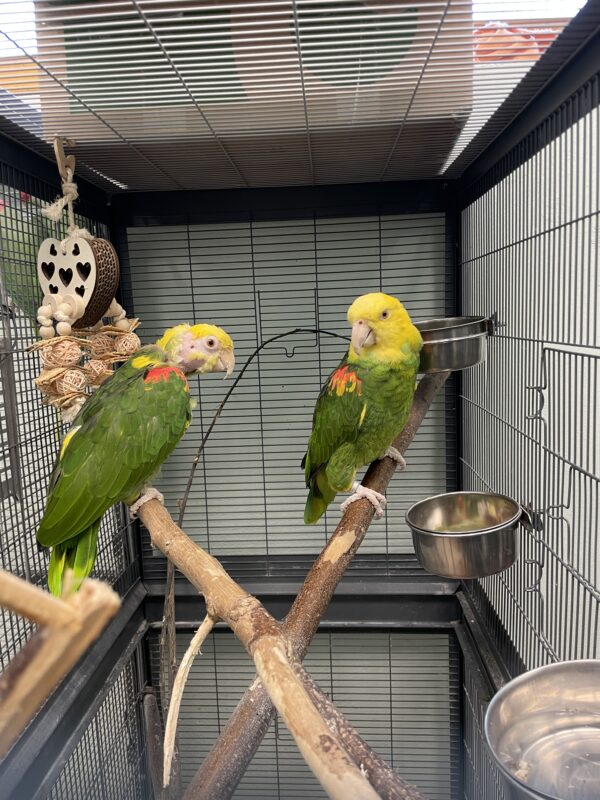 Doppelgelbkopfamazonen