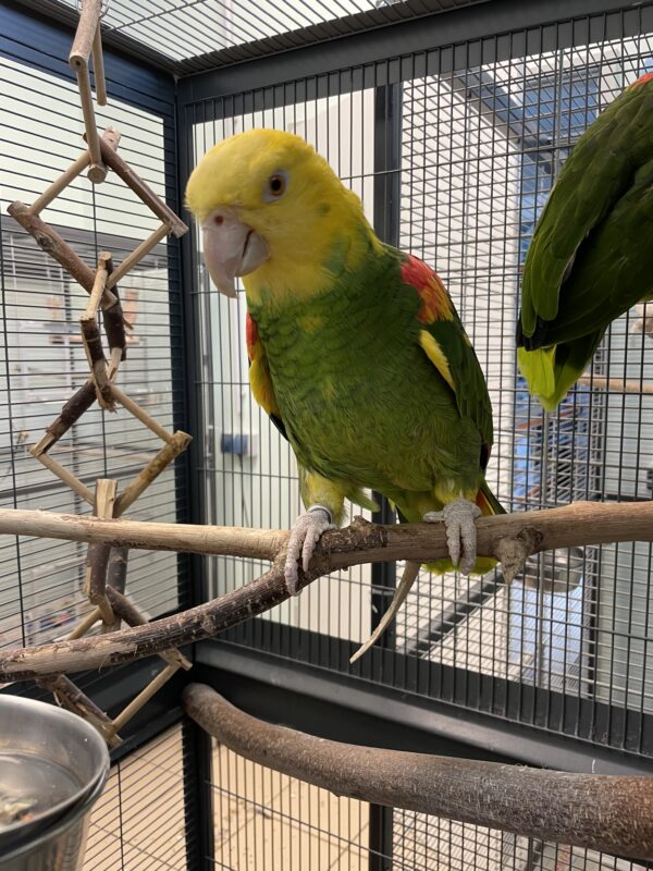 Doppelgelbkopfamazonen