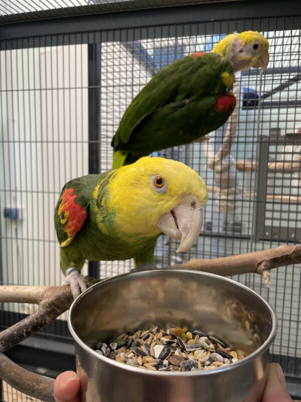 Doppelgelbkopfamazonen