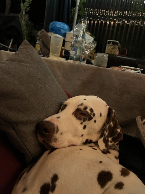 Buddy möchte nicht ins Tierheim Buddy möchte nicht ins Tierheim