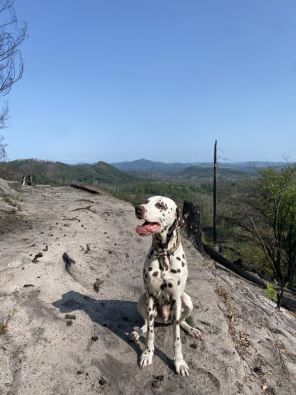 Buddy möchte nicht ins Tierheim Buddy möchte nicht ins Tierheim