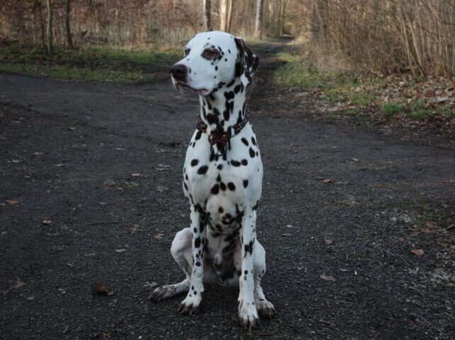 Buddy möchte nicht ins Tierheim Buddy möchte nicht ins Tierheim