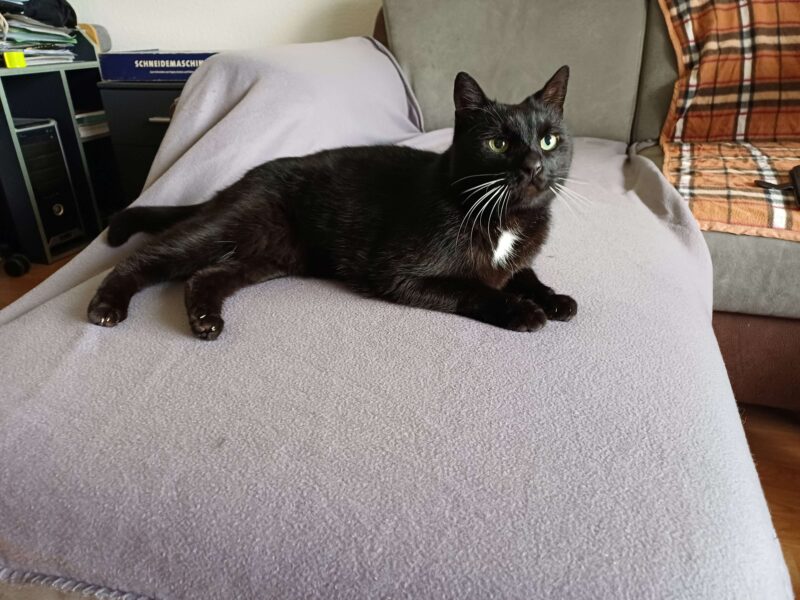 Privatvermittlung Simba und Chilli