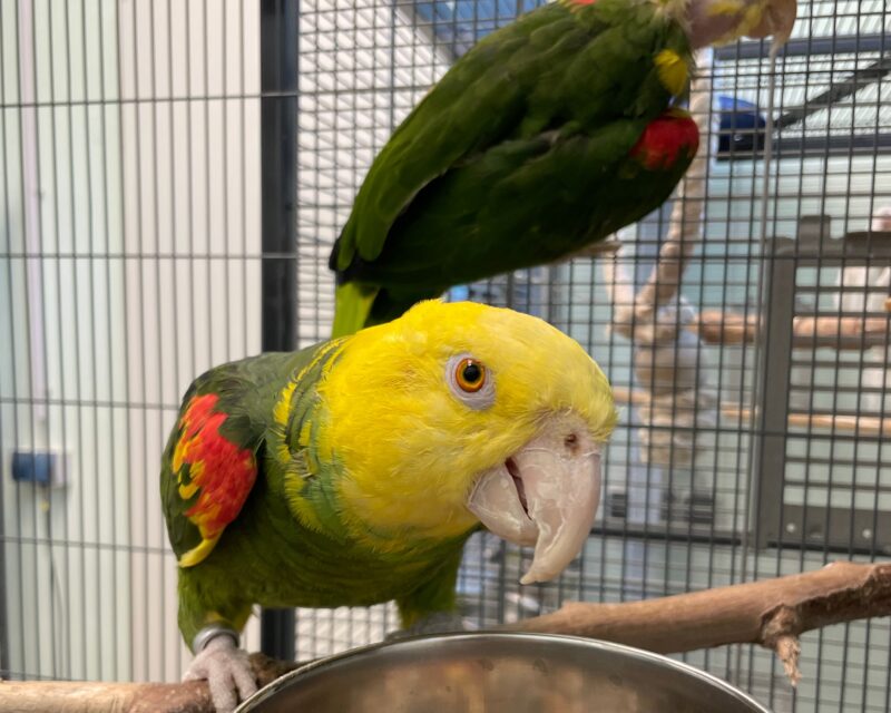 Doppelgelbkopfamazonen