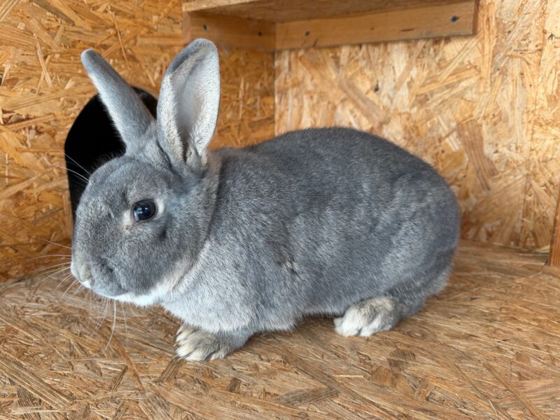 Blitz möchte nicht ins Tierheim Blitz möchte nicht ins Tierheim