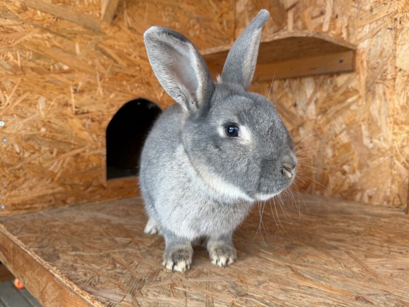 Blitz möchte nicht ins Tierheim Blitz möchte nicht ins Tierheim