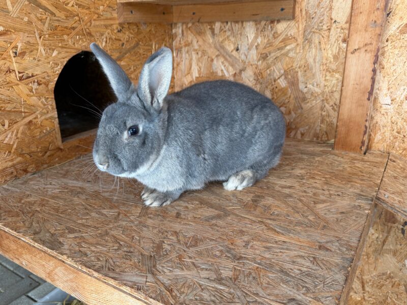 Blitz möchte nicht ins Tierheim Blitz möchte nicht ins Tierheim