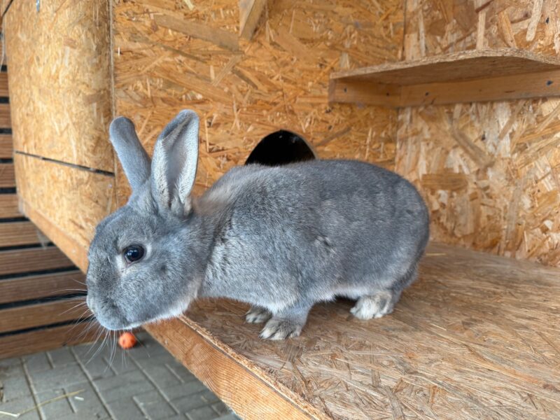 Blitz möchte nicht ins Tierheim Blitz möchte nicht ins Tierheim