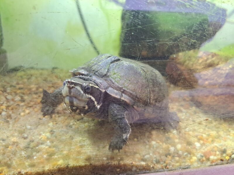 Moschusschildkröte Moschusschildkröte