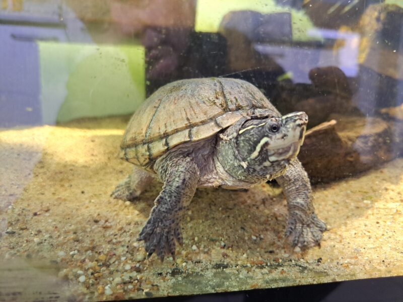 Moschusschildkröte Moschusschildkröte