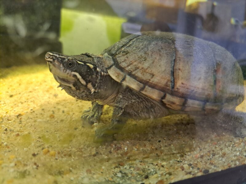 Moschusschildkröte Moschusschildkröte