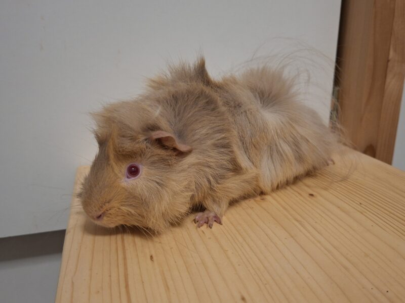 Privatvermittlung Semmel und Brösel Privatvermittlung Semmel und Brösel