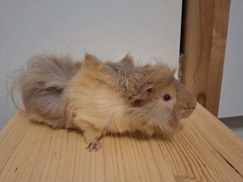 Privatvermittlung Semmel und Brösel Privatvermittlung Semmel und Brösel