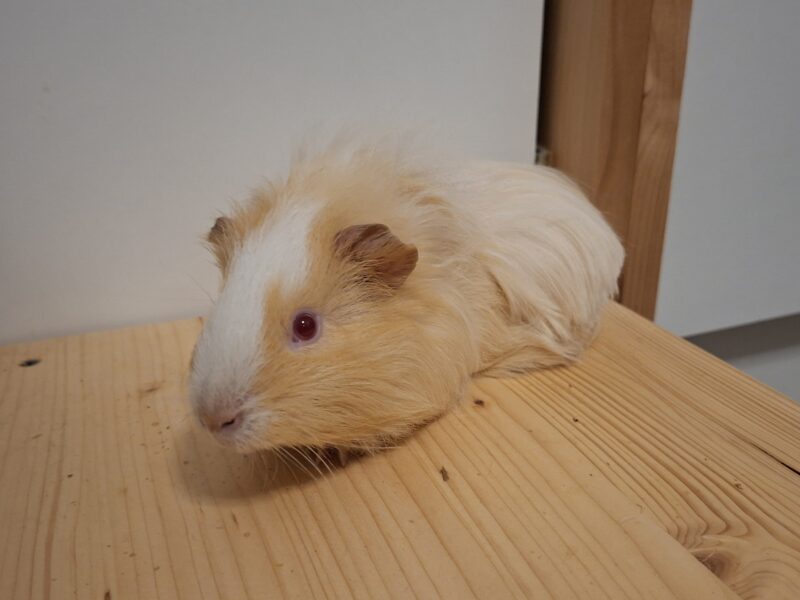 Privatvermittlung Semmel und Brösel Privatvermittlung Semmel und Brösel