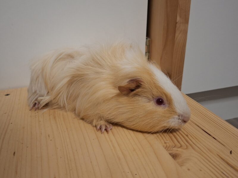 Privatvermittlung Semmel und Brösel Privatvermittlung Semmel und Brösel