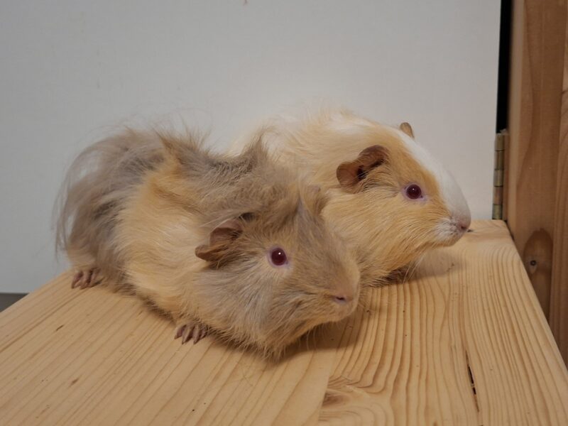 Privatvermittlung Semmel und Brösel Privatvermittlung Semmel und Brösel