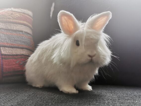 Privatvermittlung „Zucker“ Privatvermittlung „Zucker“