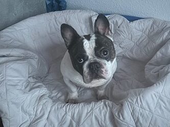 Caspar möchte nicht ins Tierheim