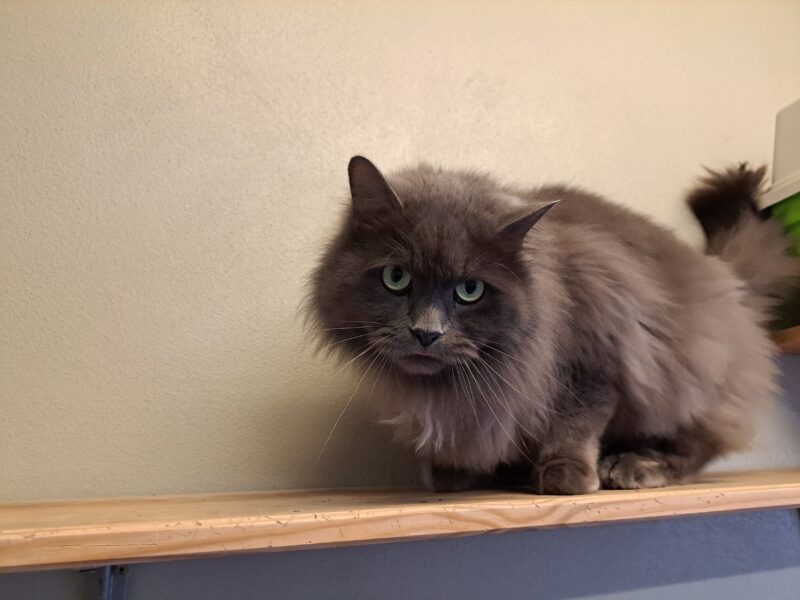 Eleutherius Eleutherius