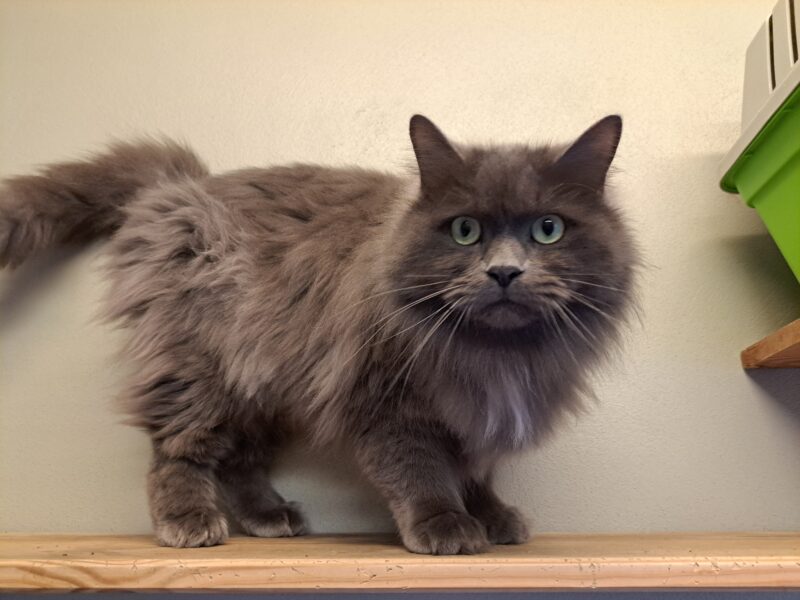 Eleutherius Eleutherius