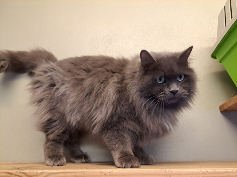 Eleutherius Eleutherius