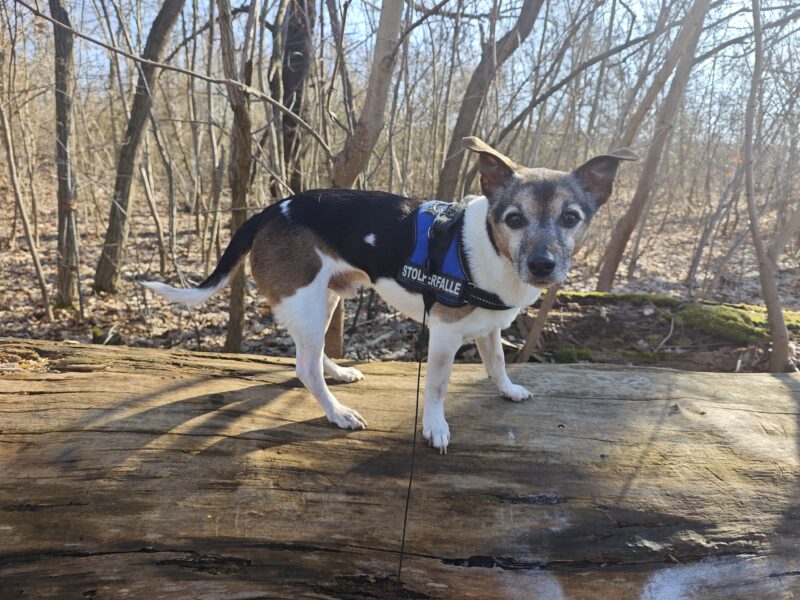 Charly möchte nicht ins Tierheim
